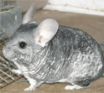 Chinchilla